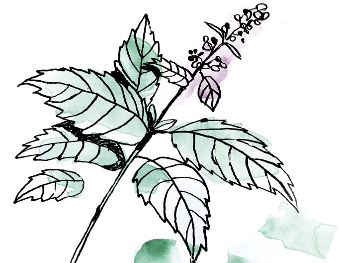 Illustration feuilles menthe coopÃ©rative Biolopam et Menta Coop france - huile essentielle menthe